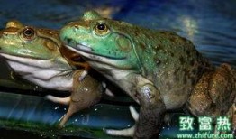 爆料养殖牛蛙视频教程,视频教程带你轻松入门