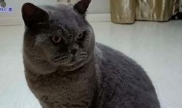 网红小奶猫吃瓜视频,萌态可掬，萌翻网友心