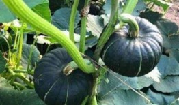 网红吃自己的瓜视频,揭秘幕后真相的惊心动魄一幕