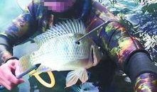 鱼爆料的视频大全最新,揭秘娱乐圈幕后真相