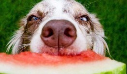 娱乐吃瓜酱小狗,揭秘娱乐圈那些不为人知的趣事