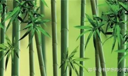 绿竹皮肤爆料视频大全,视觉盛宴，揭秘神秘新装