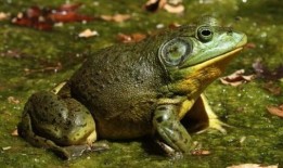 爆料养殖牛蛙视频教程,视频教程带你轻松入门