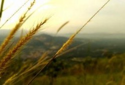 风景视频爆料大全最新版,风景视频爆料大全最新版全景呈现