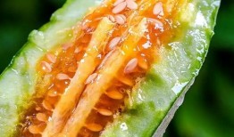 网红爆料吃瓜头像,揭秘吃瓜头像背后的秘密