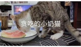 网红小奶猫吃瓜视频,萌态可掬，萌翻网友心