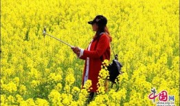 在线观看油菜花香,一场视觉与情感的田园盛宴