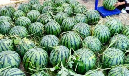 吃瓜娱乐圈人最多的