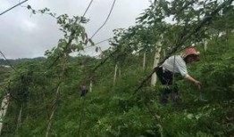 八月瓜免费吃,免费品尝大自然的馈赠