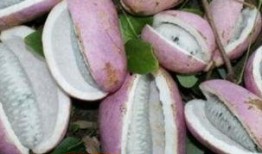 八月瓜免费吃,免费品尝大自然的馈赠