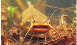 北极鲶鱼最新爆料图片,揭秘神秘事件背后的惊人真相