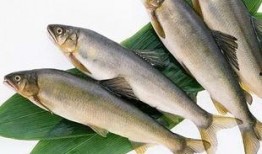 新闻爆料海鱼视频下载,热门新闻背后的下载攻略