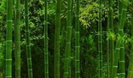 绿竹皮肤爆料视频大全,视觉盛宴，揭秘神秘新装