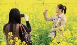 在线观看油菜花香,一场视觉与情感的田园盛宴