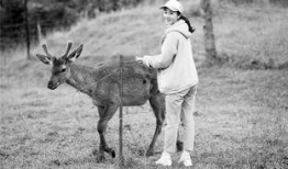 鹿儿在线观看,探寻神秘鹿族的奇幻之旅