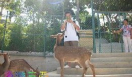 鹿儿在线观看,探寻神秘鹿族的奇幻之旅