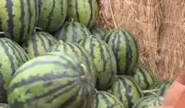 全国网红吃瓜网站有哪些