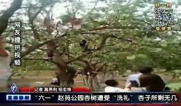 邯郸大树爆料事件视频最新