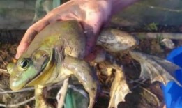 爆料养殖牛蛙视频教程,视频教程带你轻松入门