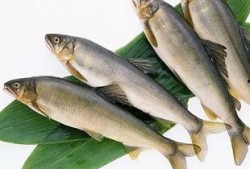 新闻爆料海鱼视频下载,热门新闻背后的下载攻略